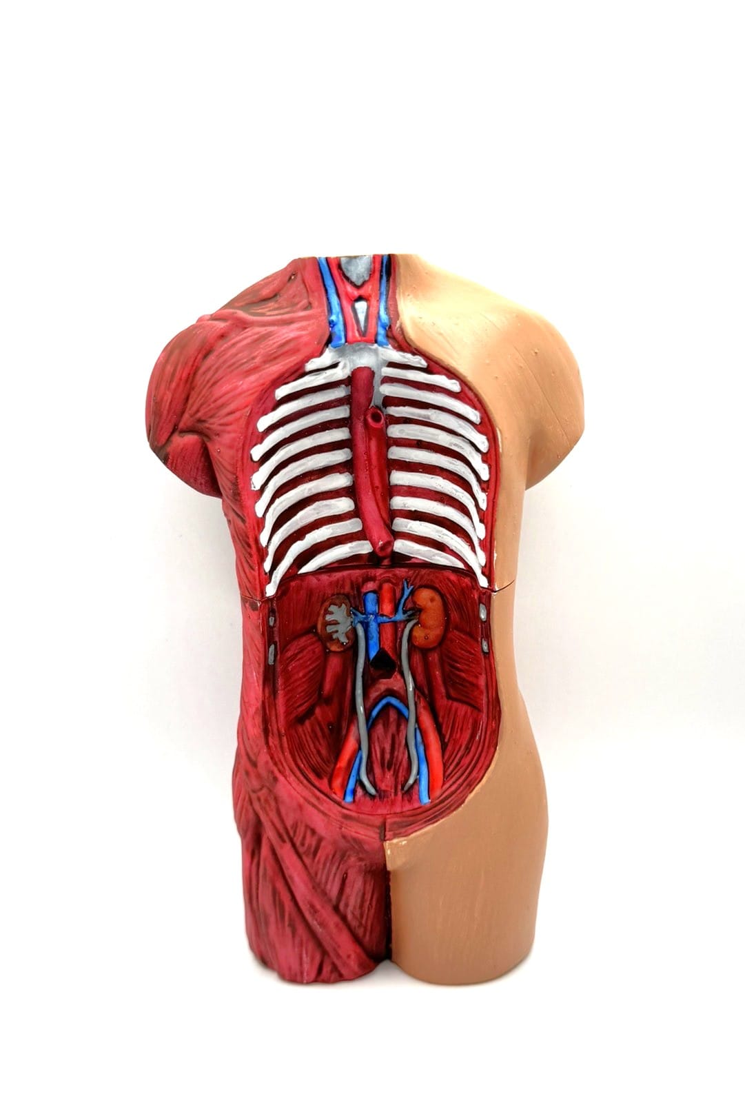 3d Printed Anatomical Model Ro3d 8954